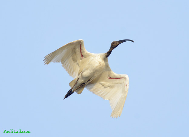 1901-Aasianiibis-0336.jpg