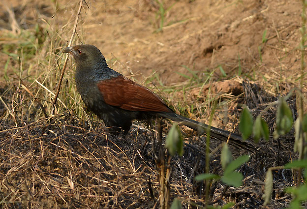 3001-kukaali-734.jpg