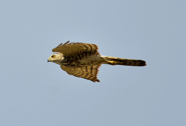 2601-Shikra-1069.jpg