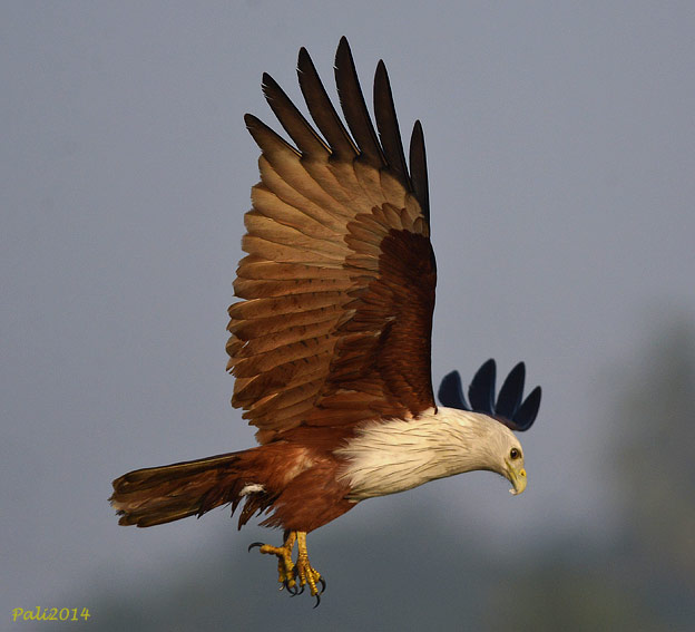 1301-Brami-9233.jpg