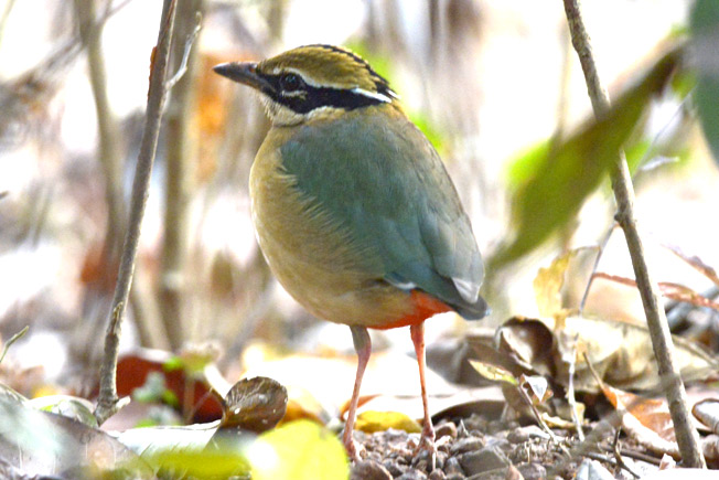 1401-Pitta-9380.jpg