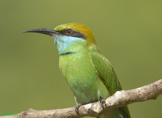 1701-Pikkumehis-9936.jpg