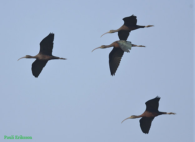 1101-Pronssiiibis9109.jpg
