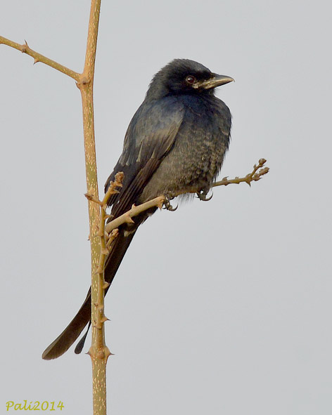 Pronssidrongo-0868.jpg