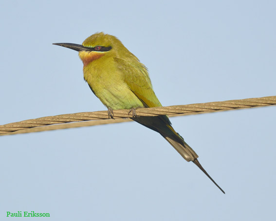 1801-safiiri-0284.jpg