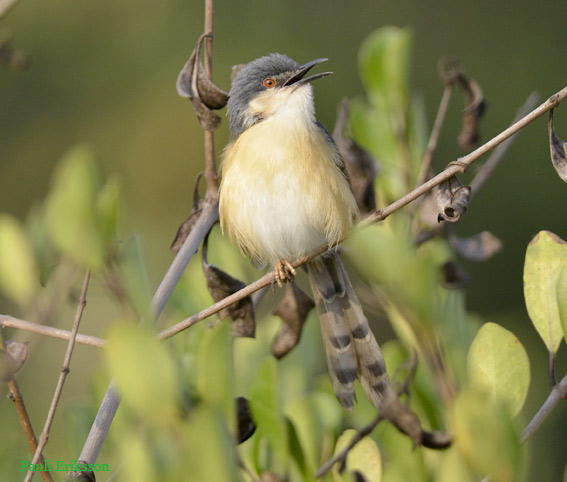 2601-sinipriinia-0946.jpg