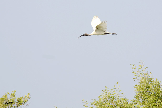 Aasianiibis1016.jpg