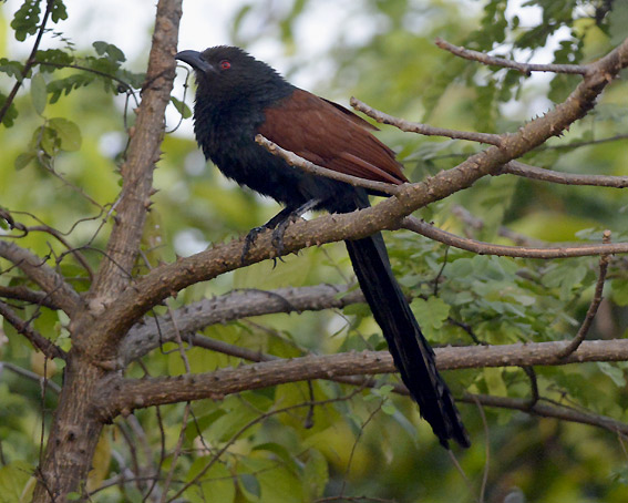 Kukaali-71-0594.jpg
