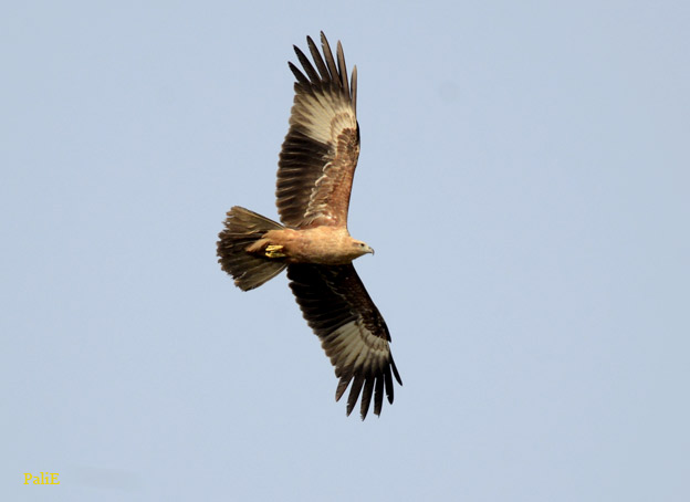 Brami-0901-1373.jpg