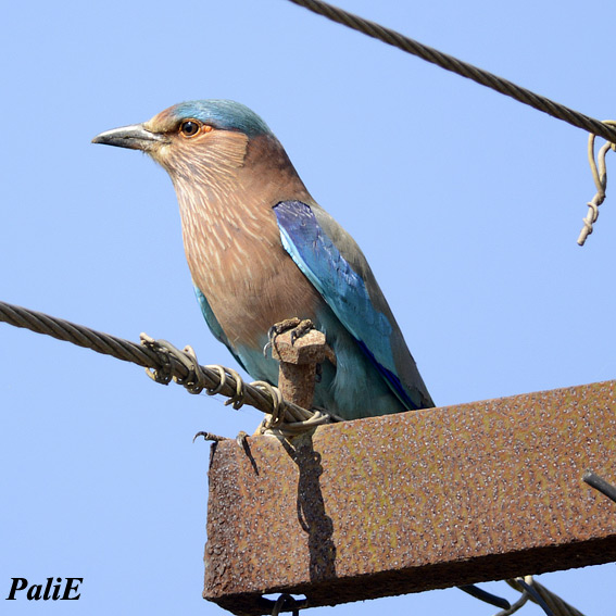 Sininarhi-12011525.jpg