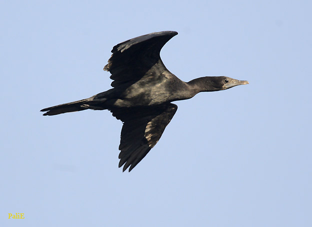 Javanmerimetso-1101-1748.jpg