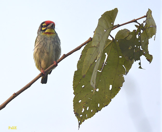 Kilkkuseppa-71-0667.jpg