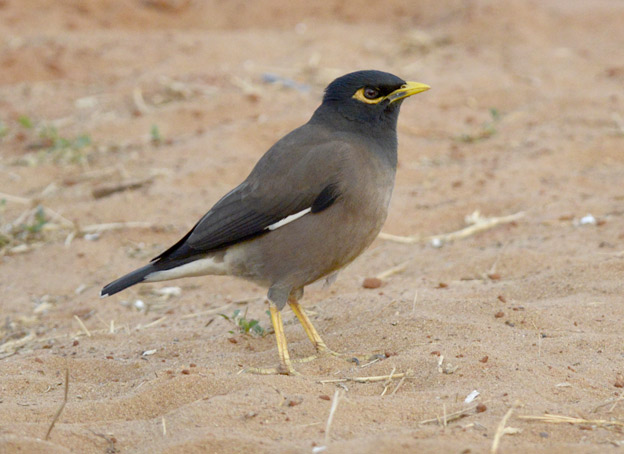 Pihamaina-1501-2692.jpg