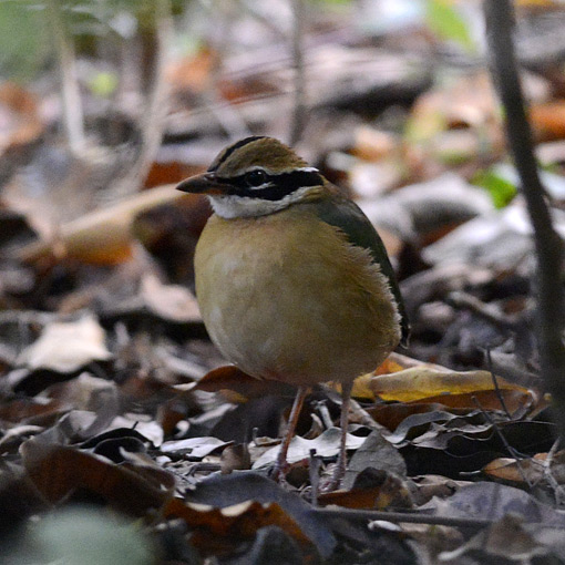 Pitta-1118.jpg