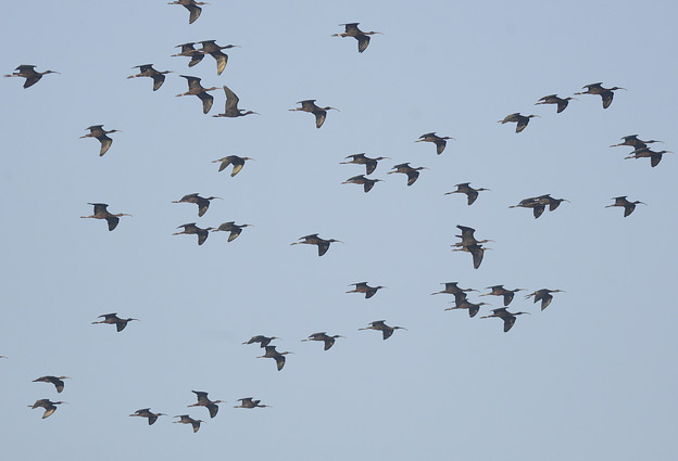 Pronssiiibis-1591.jpg