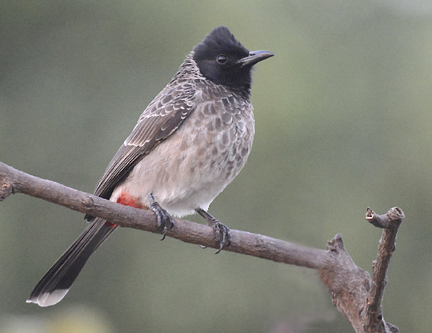 Punaperabulbul-1001-1399.jpg