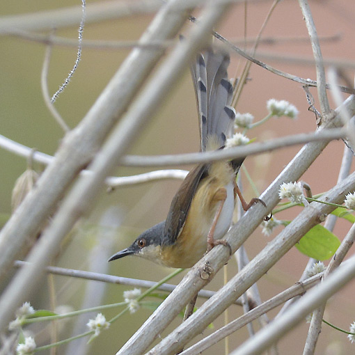Sinipriinia-0368.jpg