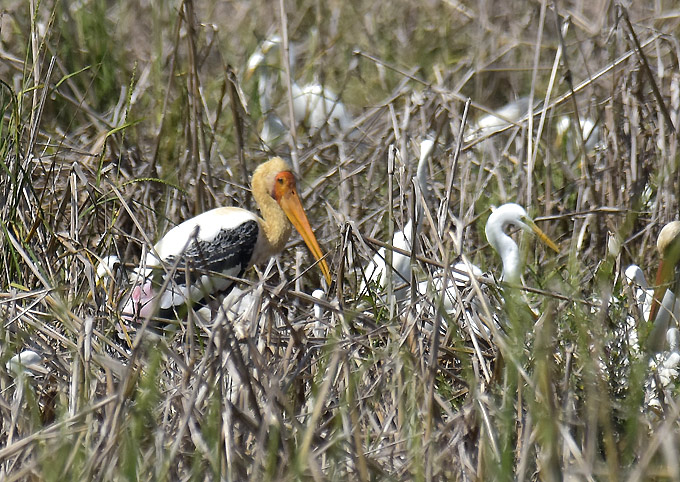 Aasianiibis-4924.jpg