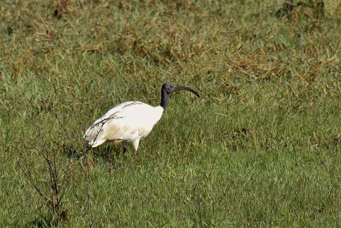 Pyhaiibis-3930.jpg