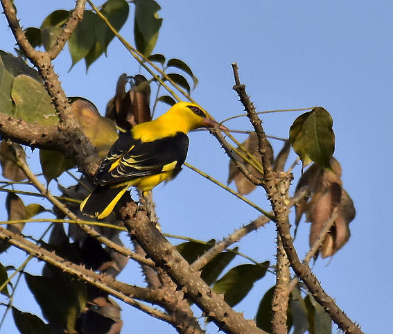 Intiankuhis-3777.jpg