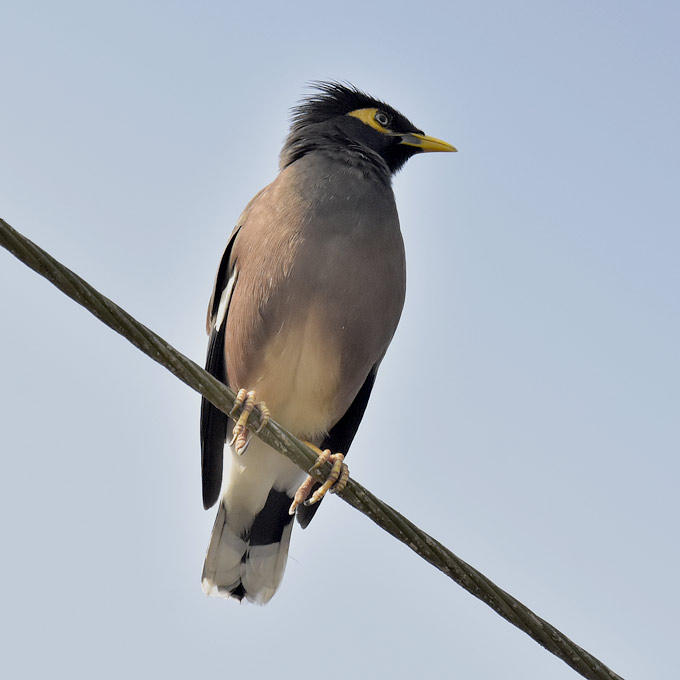 Pihamaina-5032.jpg