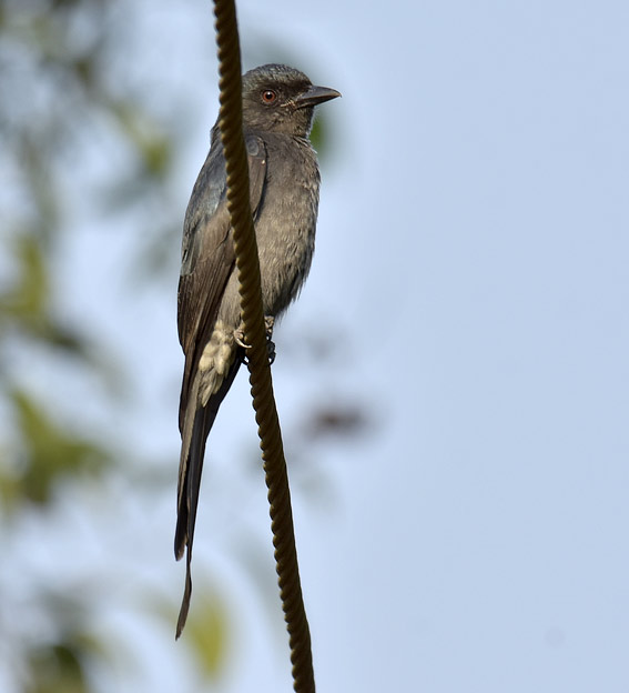 Nokidrongo-4411.jpg