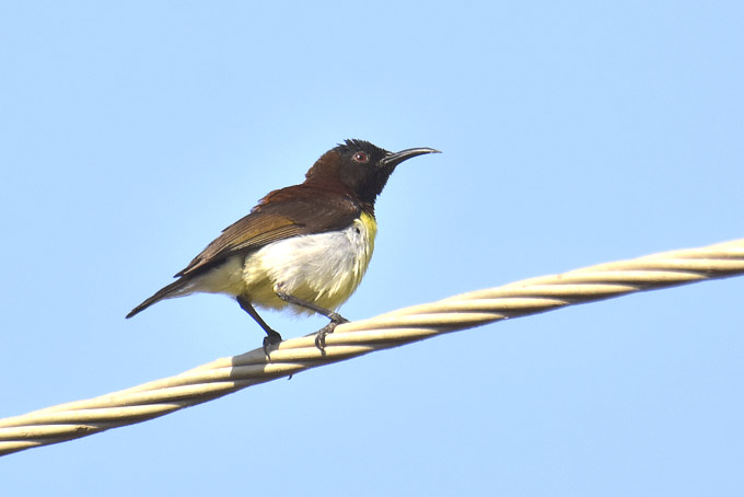 Pihamedestaja-4058.jpg