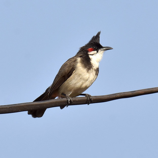 Punaposkibulbuli-3418.jpg