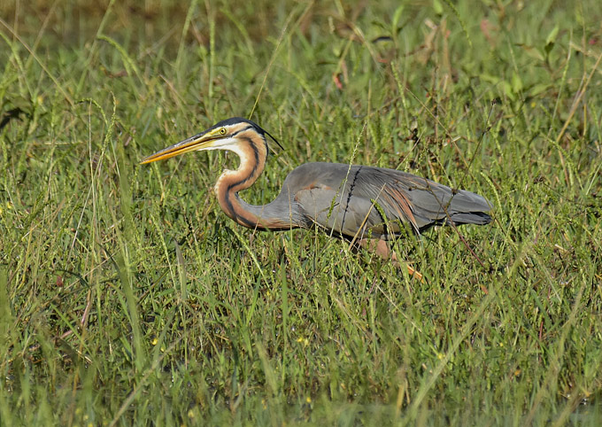 Ruskohaikara-3922.jpg