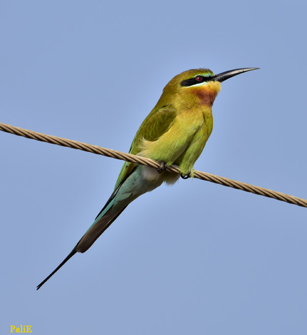 2001-Safiirmehis-3651.jpg