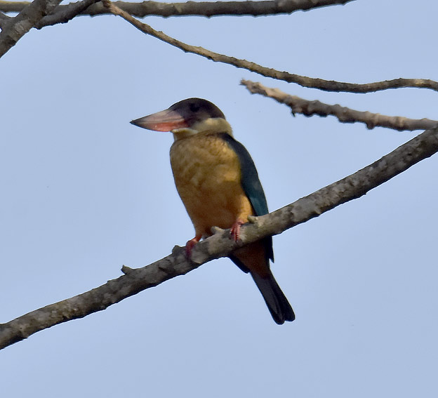 Sulttaani4244.jpg