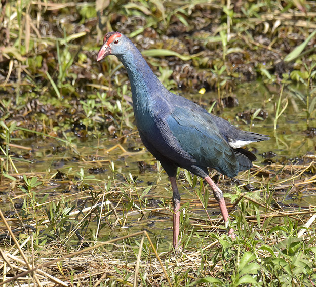 Sulttaanikana-3971.jpg