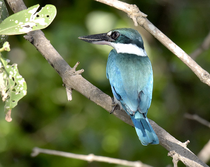 Turkoosi-4287.jpg