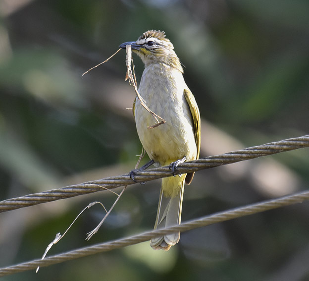 Valkokulmabulbul-4462.jpg
