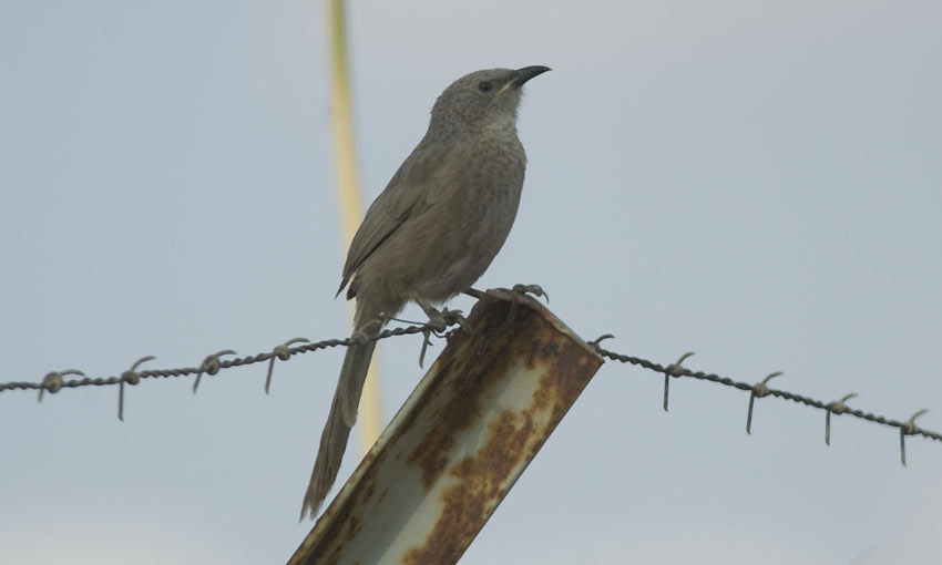 Timali-9242.jpg