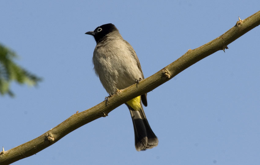 Bulbul-0078.jpg