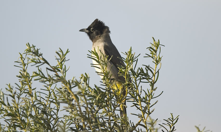 bulbul-9315.jpg