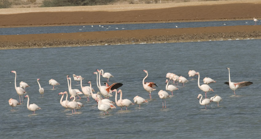 Flamingot-9977.jpg
