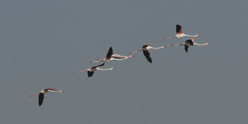 Flamingot-9956.jpg