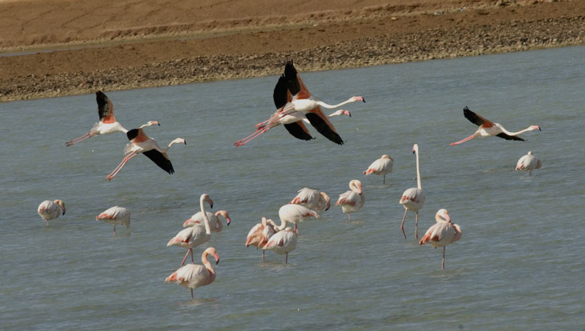 Flamingot1078.jpg