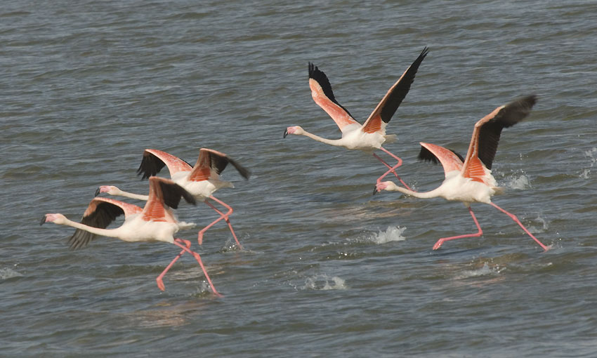 Flamingot-9918.jpg