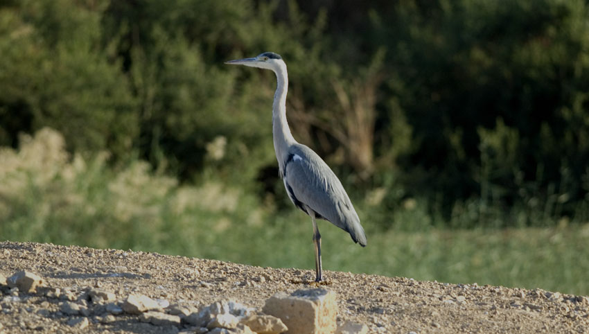 Hhaikara-9523.jpg