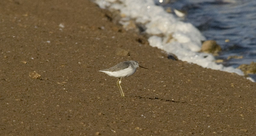 Lampiviklo-9850.jpg