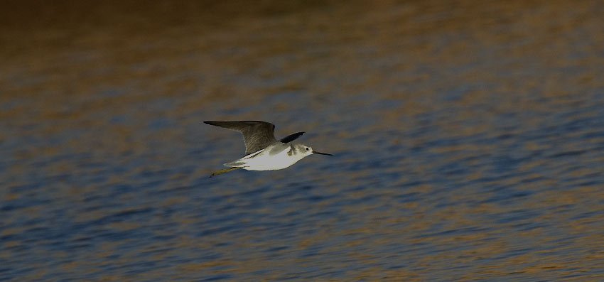 Lampiviklo-0991.jpg
