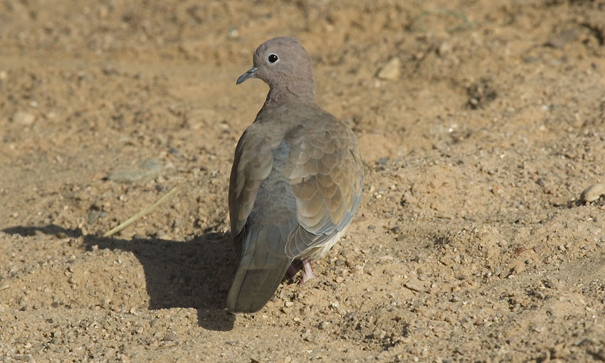 Palmuk-9264.jpg