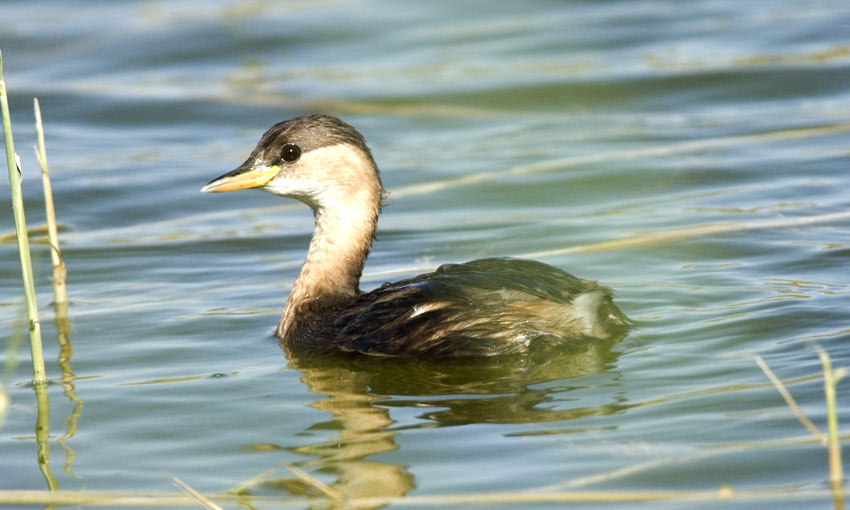 Puikku-0832.jpg