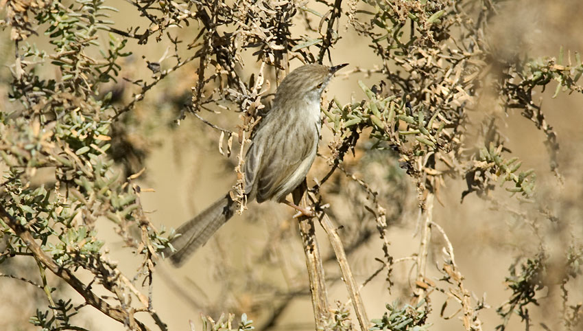Priinia-0804.jpg