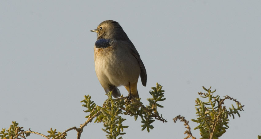 Sinirinta-9399.jpg