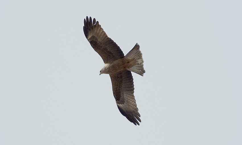 Haarahaukka-_5664.jpg