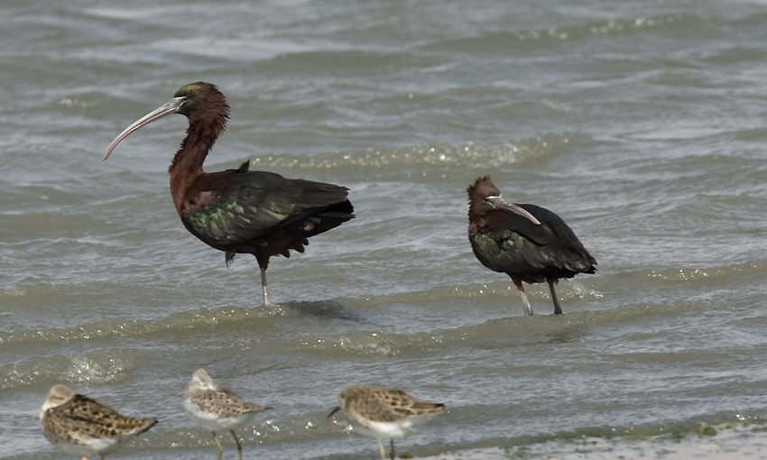 Pronssi-iibis-0764.jpg
